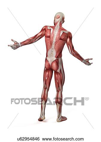 Stock Illustration - Male muscular system, illustration. Fotosearch