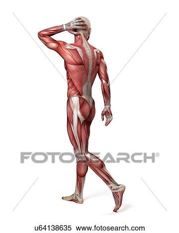 Stock Illustration - Male muscular system, illustration. Fotosearch