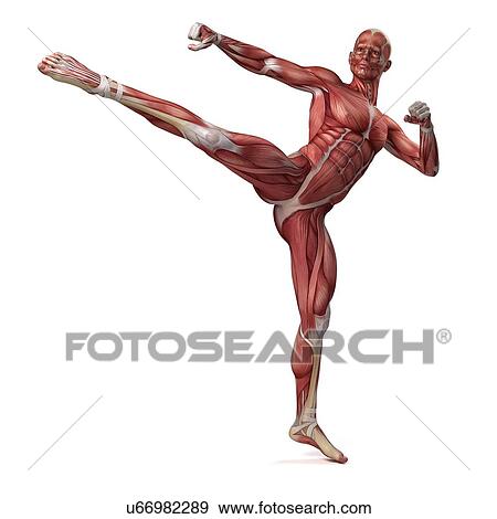 Stock Illustration - Male muscular system, illustration. Fotosearch