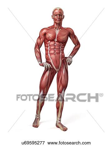 Male muscular system, illustration View Large Illustration Stock Illustration - Male muscular system, illustration. Fotosearch