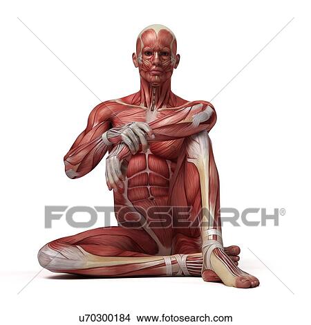 Stock Illustration - Male muscular system, illustration. Fotosearch