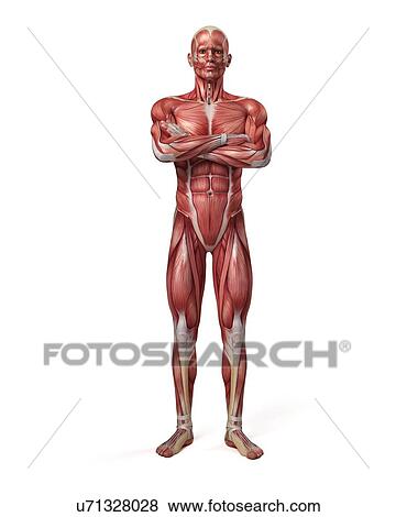 Male muscular system, illustration View Large Illustration Stock Illustration - Male muscular system, illustration. Fotosearch