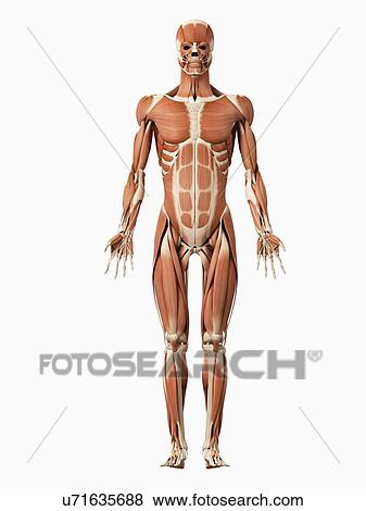 Male muscular system, illustration View Large Illustration Stock Illustration - Male muscular system, illustration. Fotosearch