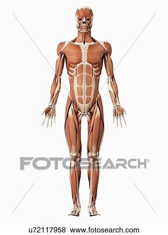 Male muscular system, illustration View Large Illustration Stock Illustration - Male muscular system, illustration. Fotosearch