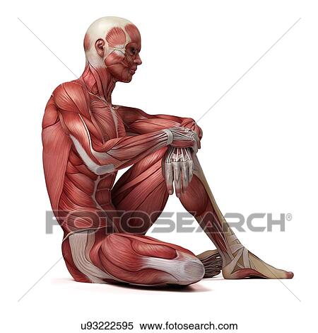 Stock Illustration - Male muscular system, illustration. Fotosearch