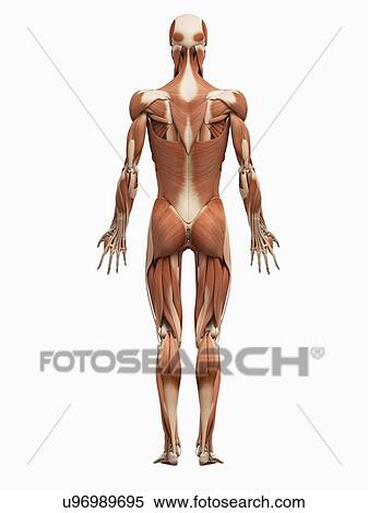 Male muscular system, illustration View Large Illustration Stock Illustration - Male muscular system, illustration. Fotosearch