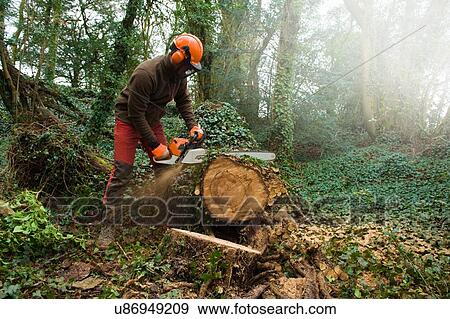 Stock Photo - Male tree surgeon sawing tree trunk using chainsaw in forest. Fotosearch