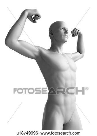 Stock Illustration - Man flexing his muscles, illustration. Fotosearch