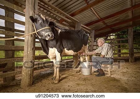 Stock Image - Man milking a cow in a barn. Fotosearch
