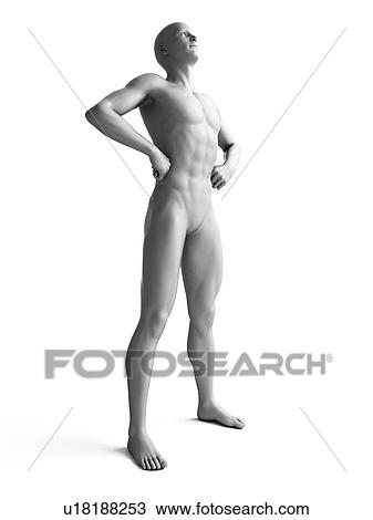 Drawing - Man standing, hands on hips, illustration. Fotosearch