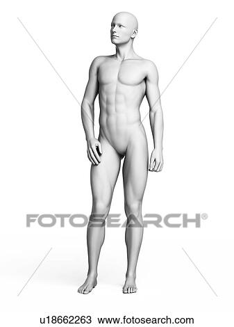 Man standing, illustration View Large Illustration Drawing - Man standing, illustration. Fotosearch