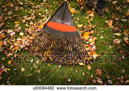 Mans feet next to rake in autumn garden View Large Photo Image Stock Image - Mans feet next to rake in autumn garden. Fotosearch