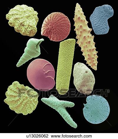 Drawing - Microfossils, SEM. Fotosearch