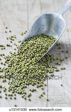Stock Image - Mung beans. Fotosearch