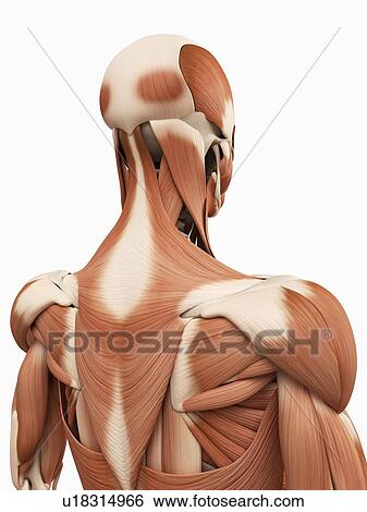 Stock Illustration - Muscles of upper back, illustration. Fotosearch