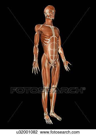Muscular system, illustration View Large Illustration Drawing - Muscular system, illustration. Fotosearch