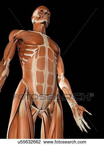 Muscular system, illustration View Large Illustration Drawing - Muscular system, illustration. Fotosearch
