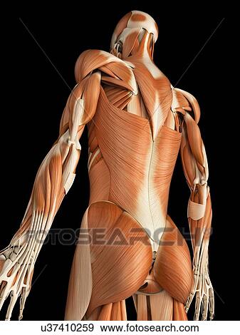 Muscular system, illustration View Large Illustration Stock Illustration - Muscular system, illustration. Fotosearch