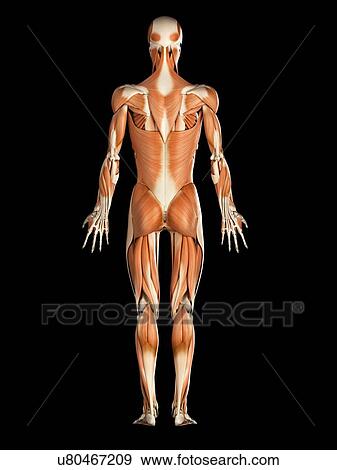 Muscular system, illustration View Large Illustration Stock Illustration - Muscular system, illustration. Fotosearch