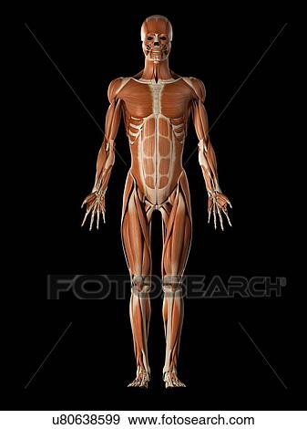 Muscular system, illustration View Large Illustration Stock Illustration - Muscular system, illustration. Fotosearch