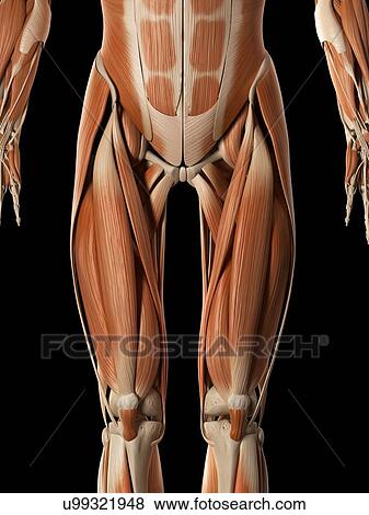Muscular system, illustration View Large Illustration Stock Illustration - Muscular system, illustration. Fotosearch
