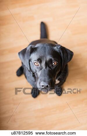 Stock Photography - Overhead portrait of black female labrador sitting on floor. Fotosearch
