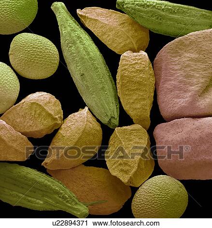 Panch phoran, SEM View Large Illustration Clip Art - Panch phoran, SEM. Fotosearch