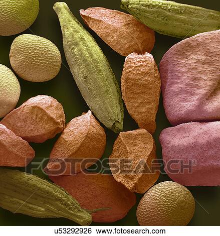 Panch phoran, SEM View Large Illustration Stock Illustration - Panch phoran, SEM. Fotosearch