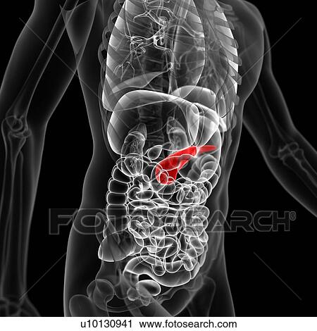 Clip Art - Pancreas, illustration. Fotosearch