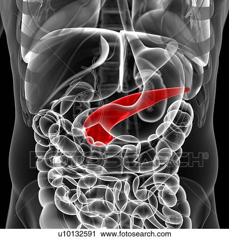 Pancreas, illustration View Large Illustration Clip Art - Pancreas, illustration. Fotosearch