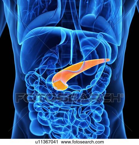 Pancreas, illustration View Large Illustration Clip Art - Pancreas, illustration. Fotosearch