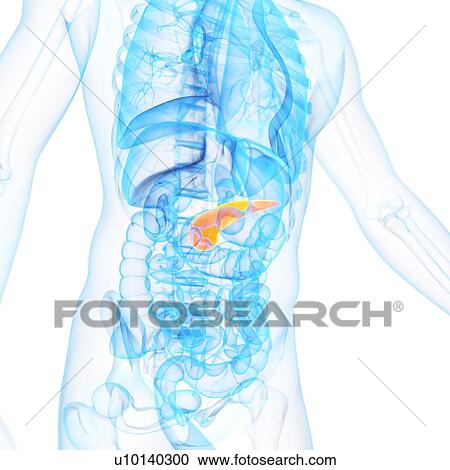 Clipart - Pancreas, illustration. Fotosearch