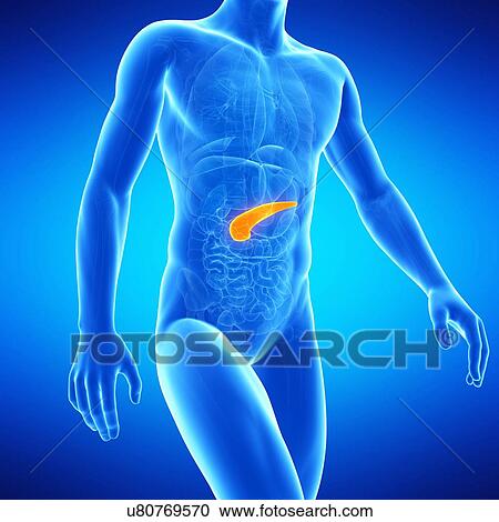 Pancreas, illustration View Large Illustration Clipart - Pancreas, illustration. Fotosearch
