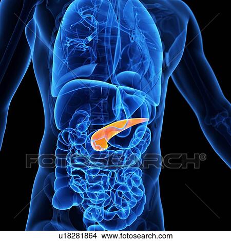Pancreas, illustration View Large Illustration Stock Illustration - Pancreas, illustration. Fotosearch