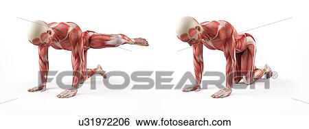 Stock Illustration - Person exercising, illustration. Fotosearch