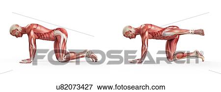Person exercising, illustration View Large Illustration Stock Illustration - Person exercising, illustration. Fotosearch