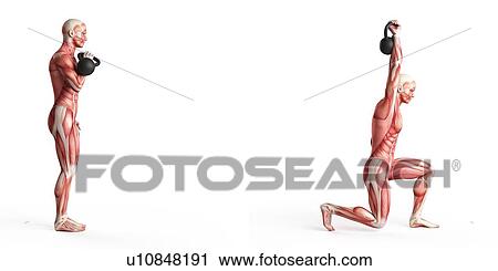 Clip Art - Person using kettlebell, illustration. Fotosearch