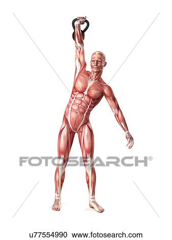 Person using kettlebell, illustration View Large Illustration Clipart - Person using kettlebell, illustration. Fotosearch