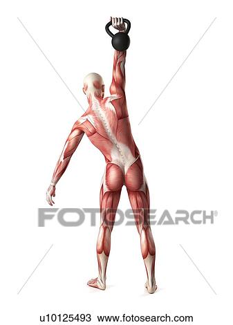 Drawing - Person using kettlebell, illustration. Fotosearch