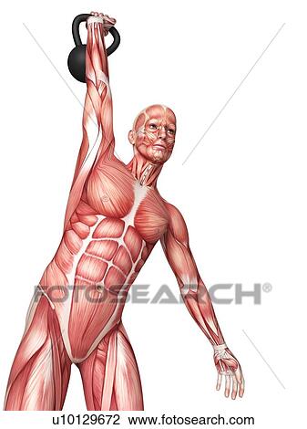 Drawing - Person using kettlebell, illustration. Fotosearch