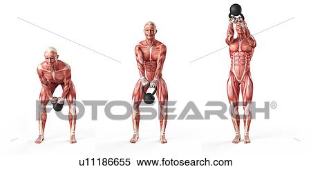 Person using kettlebell, illustration View Large Illustration Stock Illustration - Person using kettlebell, illustration. Fotosearch