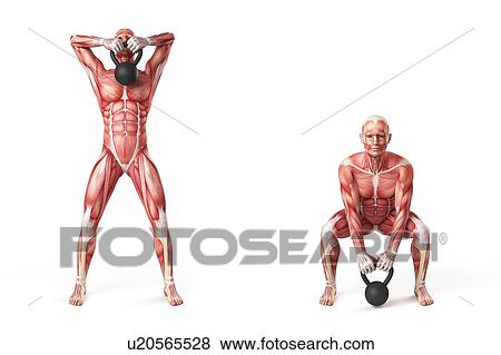 Person using kettlebell, illustration View Large Illustration Stock Illustration - Person using kettlebell, illustration. Fotosearch