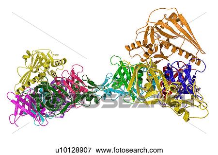 Pertussis toxin molecule, illustration View Large Illustration Stock Illustration - Pertussis toxin molecule, illustration. Fotosearch