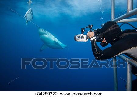 Stock Image - "Photographer leaning towards a white shark (Charcharodon carcharias) during a baited cage dive, Guadalupe Island, Mexico". Fotosearch