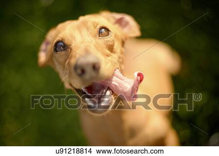 Portrait of dog View Large Photo Image Picture - Portrait of dog. Fotosearch