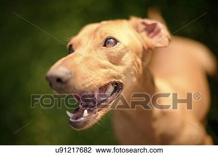 Portrait of dog View Large Photo Image Stock Image - Portrait of dog. Fotosearch