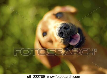 Stock Photo - Portrait of dog. Fotosearch