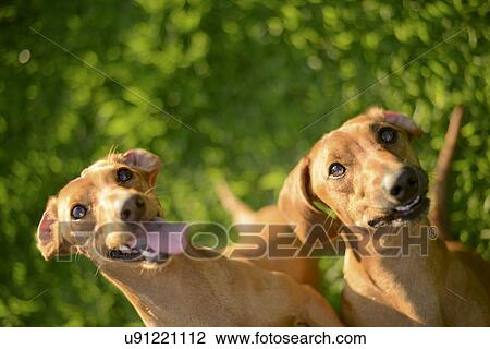 Stock Image - Portrait of dogs. Fotosearch