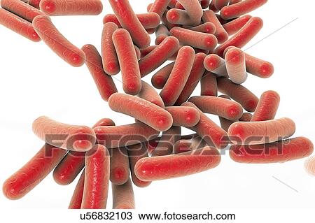 Pseudomonas bacteria, illustration View Large Illustration Drawing - Pseudomonas bacteria, illustration. Fotosearch