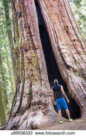 Stock Image - Rear view of mature man looking up at giant redwood tree, Yosemite national park, California, USA. Fotosearch